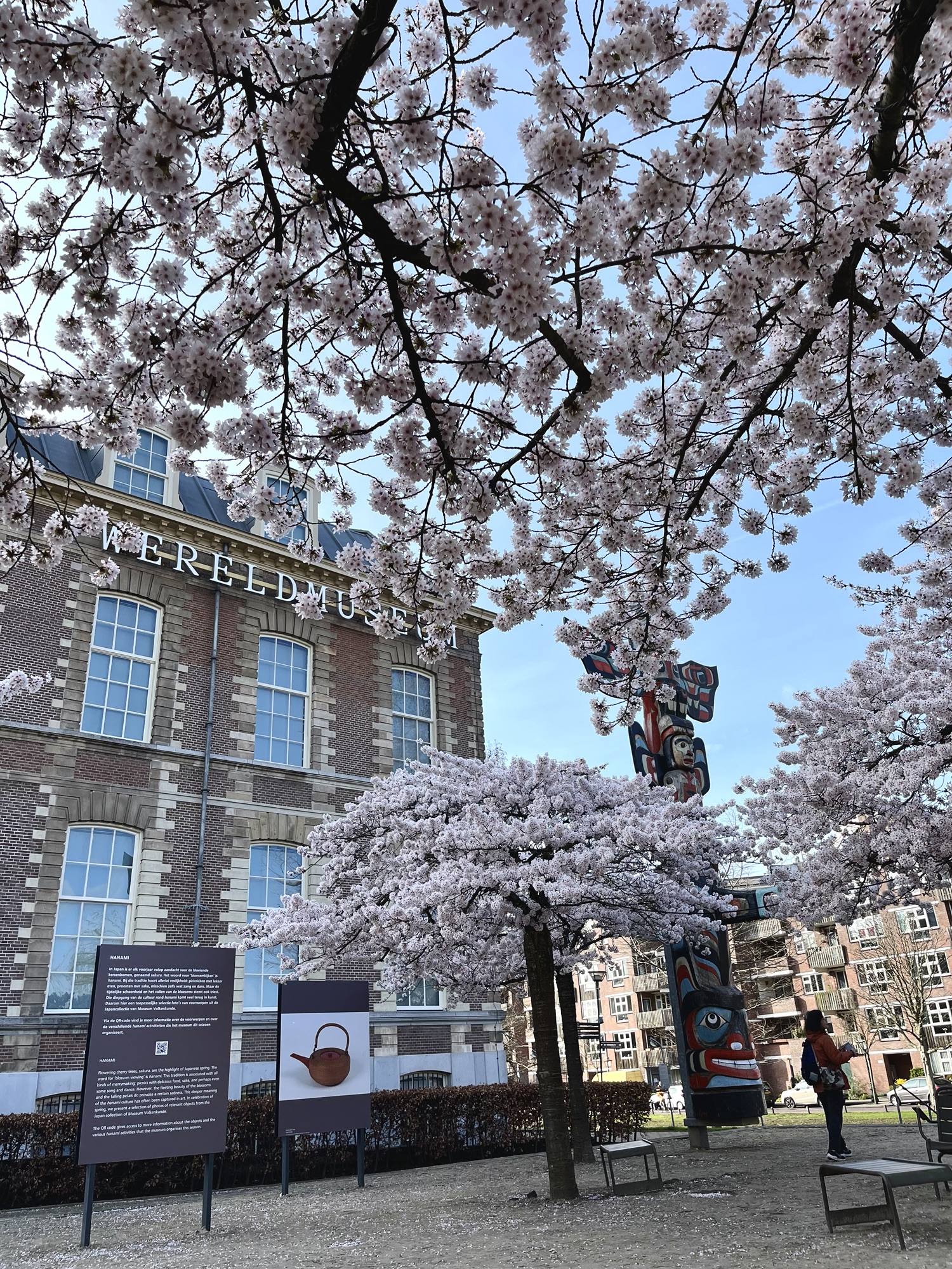 ライデンの桜